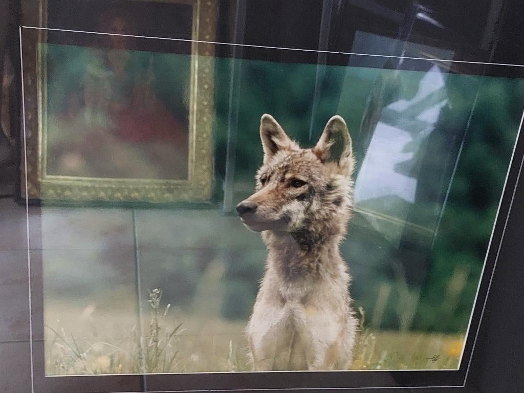 2 gesigneerde ingekaderde foto's van wolven wolf, Ophalen, 1980 tot heden, Foto, Zo goed als nieuw