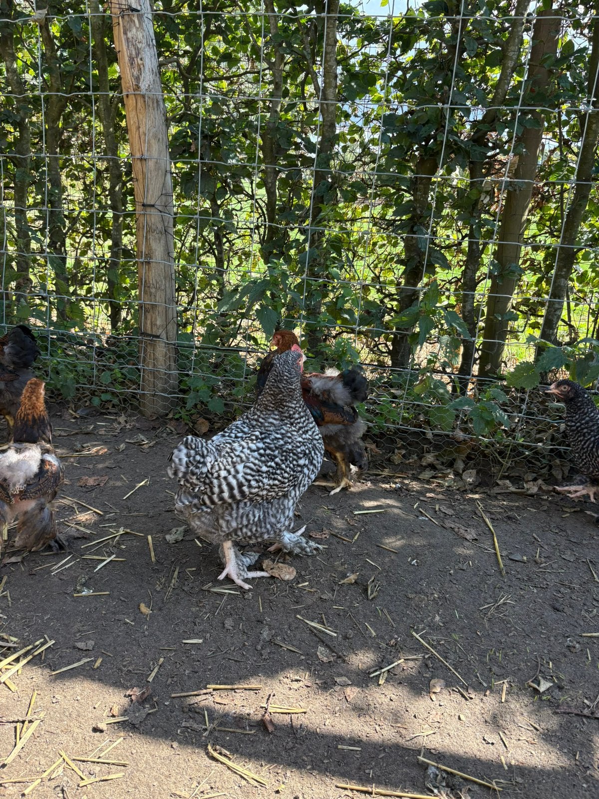 Jonge Mechelse koekoek hanen, Dieren en Toebehoren, Pluimvee