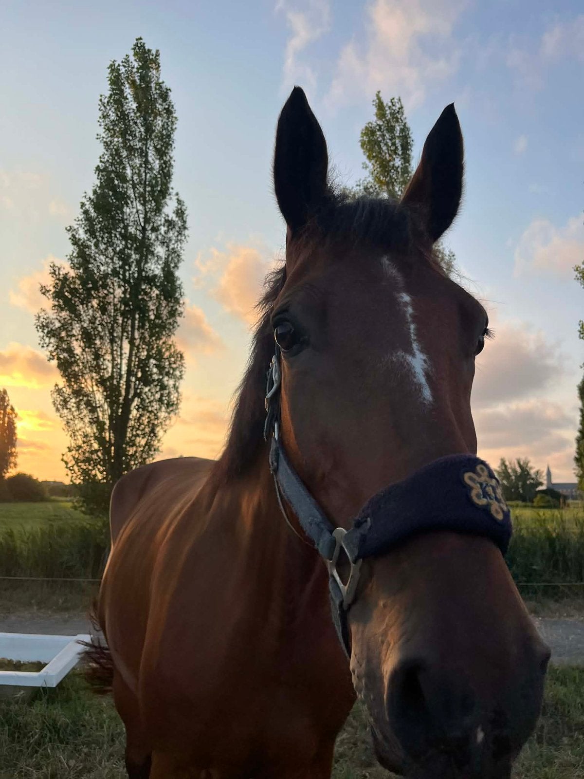 Te koop: 9-jarige Dominator, Dieren en Toebehoren, Paarden, Ruin