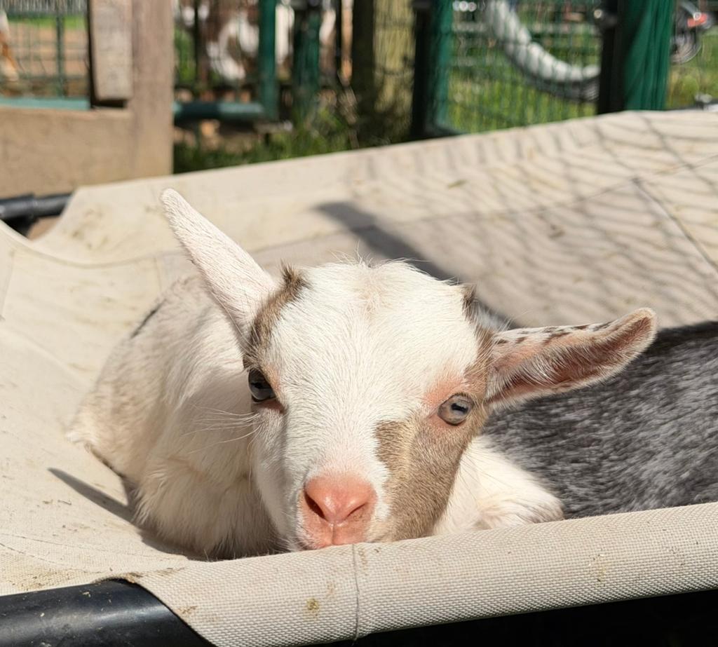 Chèvre Moonspot, Mâle, Chèvre, 0 à 2 ans