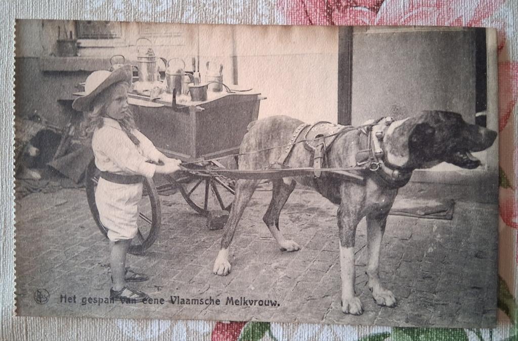 Het gespan van een Vlaamsche Melkvrouw, Enlèvement ou Envoi