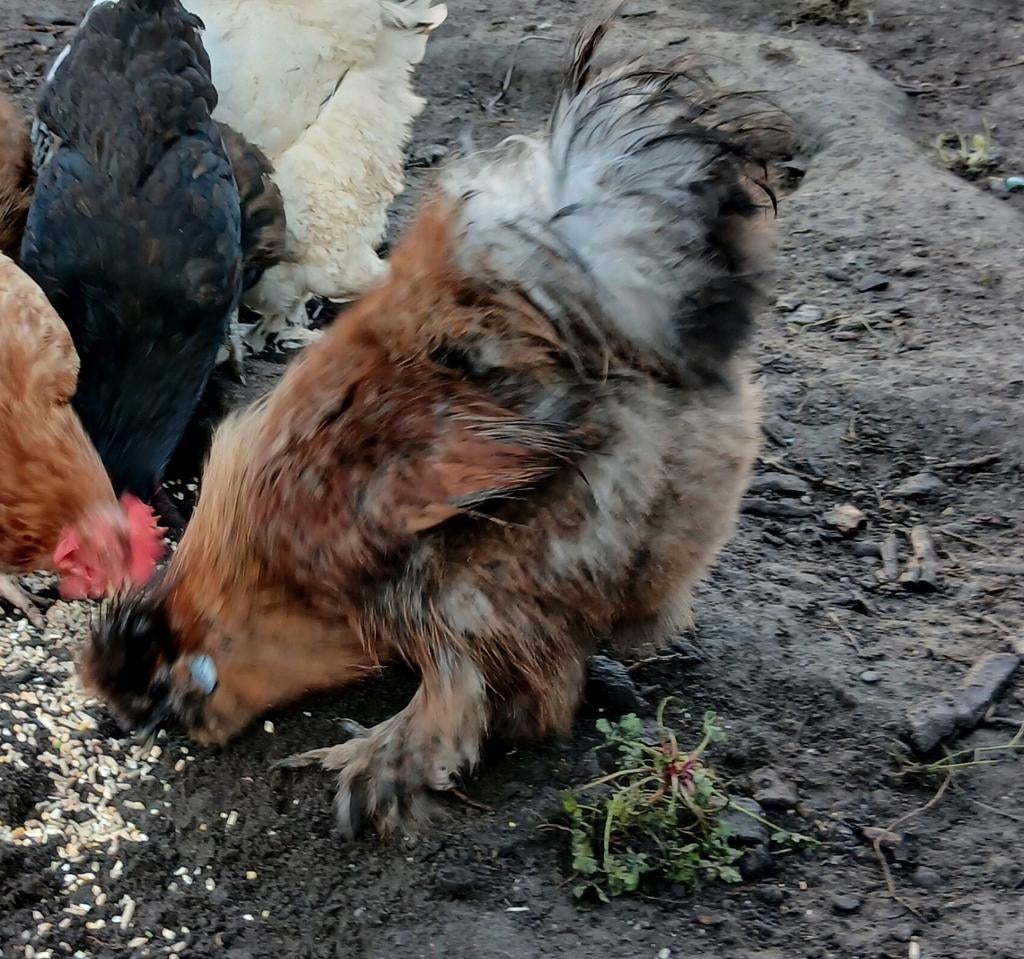 Zijdehoen haan, Dieren en Toebehoren