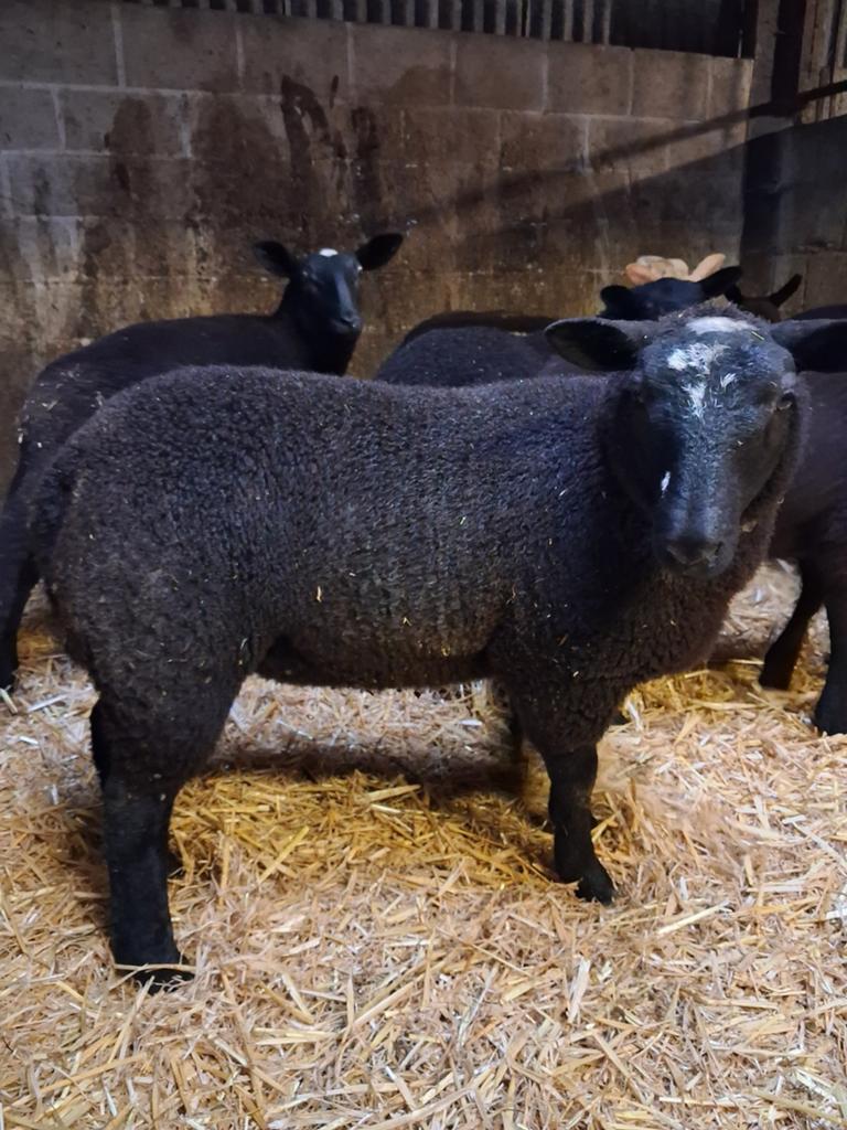 Mooie ooi lammeren., Dieren en Toebehoren, Schapen, Geiten en Varkens, Schaap, Vrouwelijk, 0 tot 2 jaar