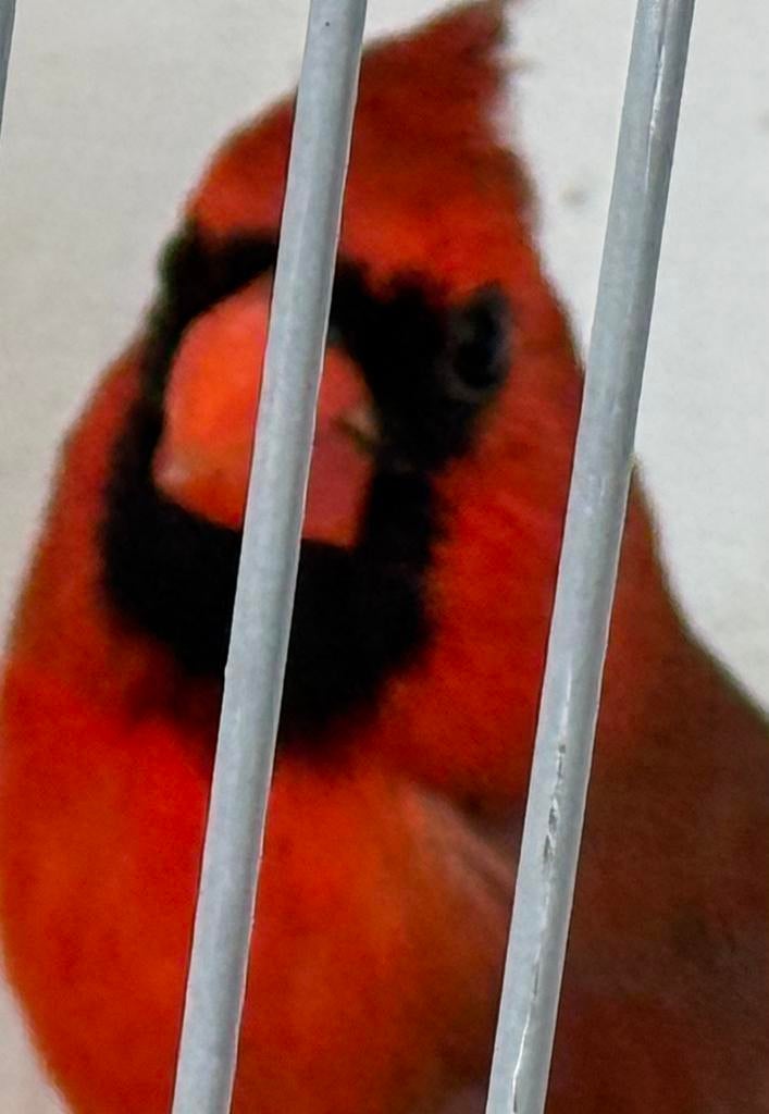 Rode kardinaal broedkoppel 2025, Dieren en Toebehoren, Vogels | Overige Vogels, Geringd