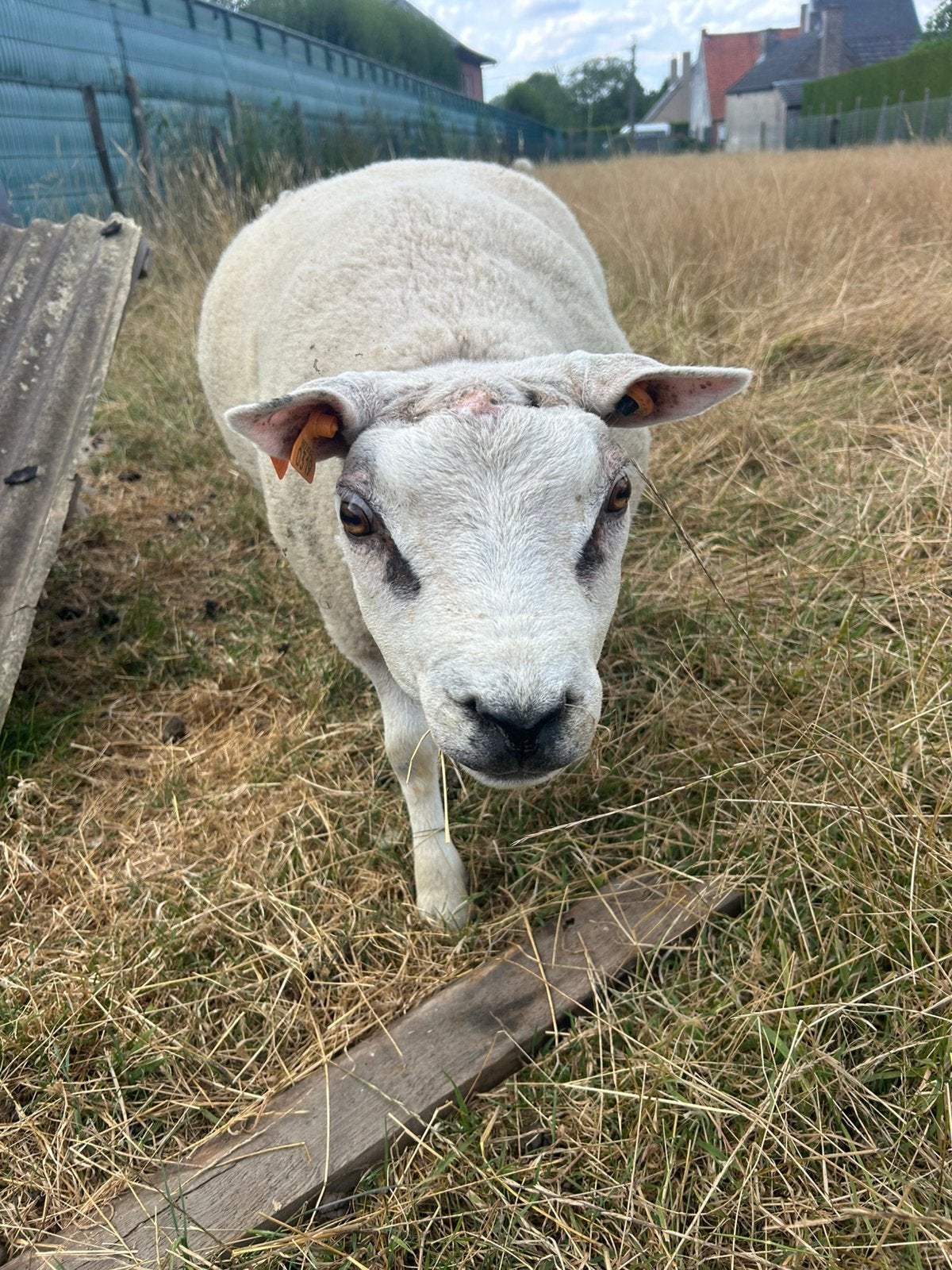 Overjaarse stamboek texel