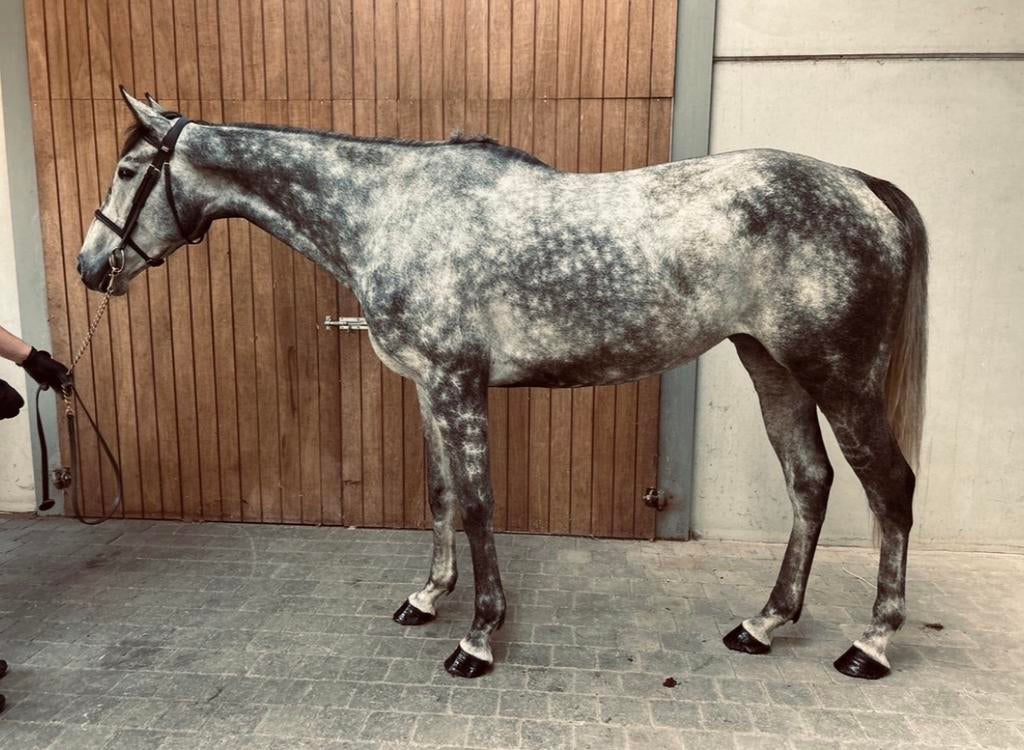 Paard te koop, Merrie, Met stamboom, Recreatiepaard, 170 tot 175 cm