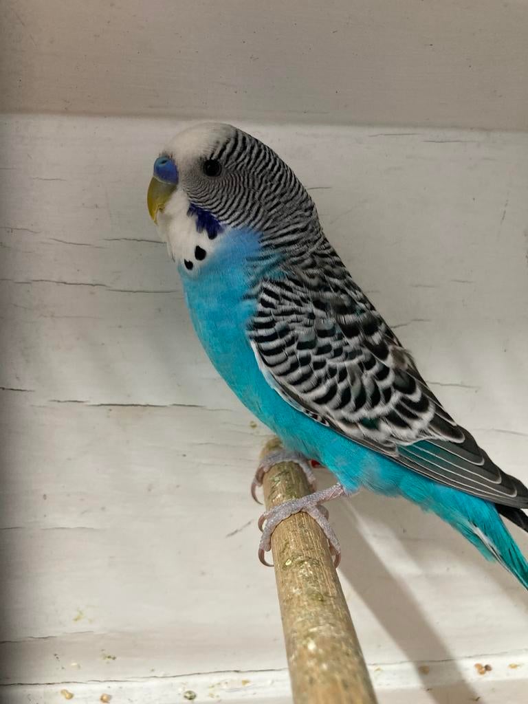 Grasparkieten split blackface, Dieren en Toebehoren, Mannelijk, Parkiet, Geringd