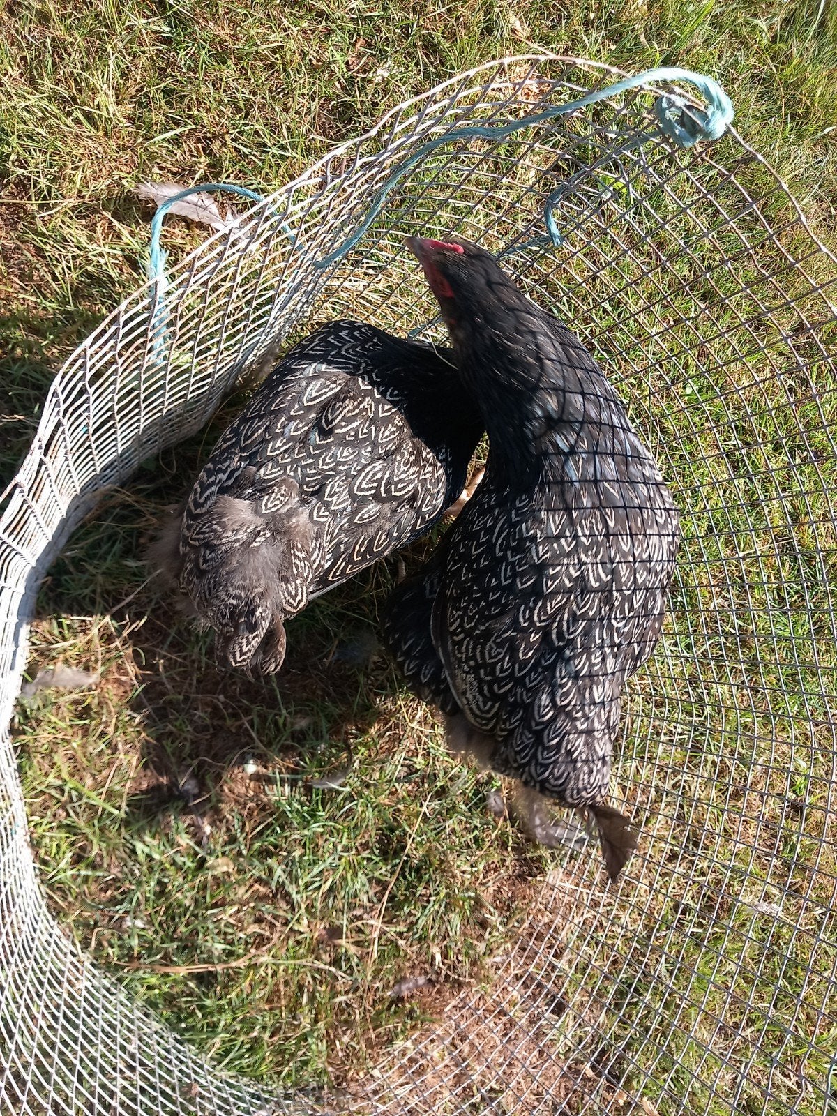 hennen barnevelder zilver dubbelgezoomd, Dieren en Toebehoren, Schapen, Geiten en Varkens