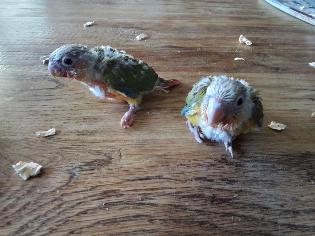 Handtamme pyrrhura, Meerdere dieren, Parkiet, Geringd