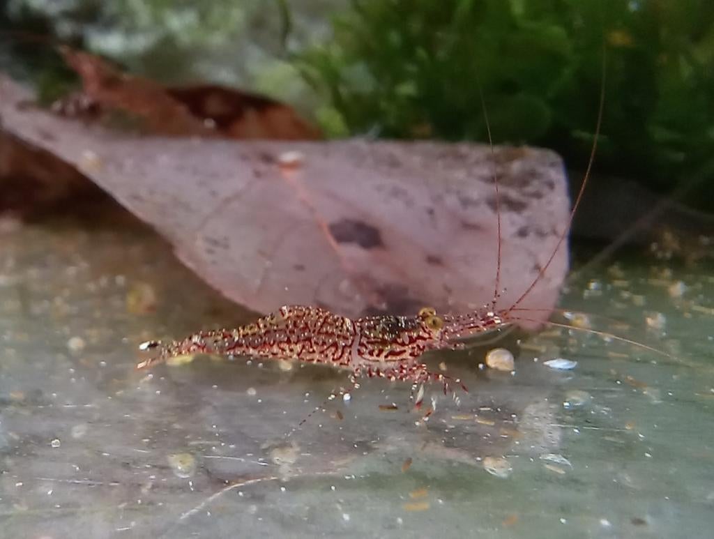 Caridina poso aka White orchid garnalen, Dieren en Toebehoren
