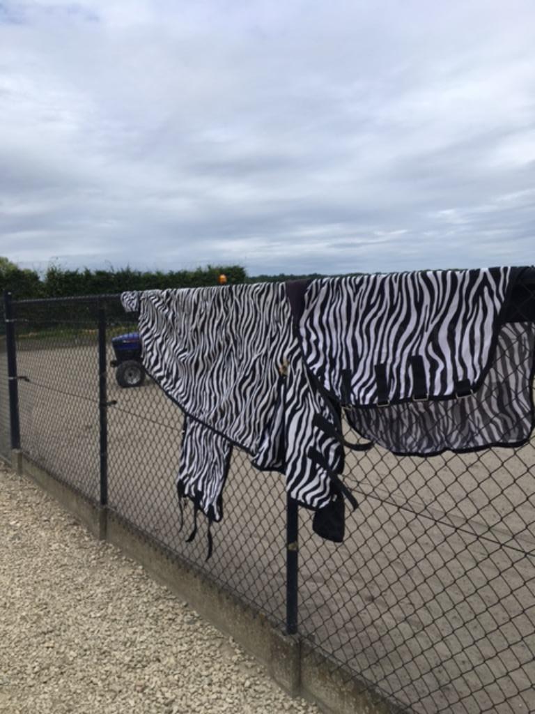 te koop : paardendeken vliegendeken Master Zebra  paarden, Ophalen, Zo goed als nieuw, Deken, BR