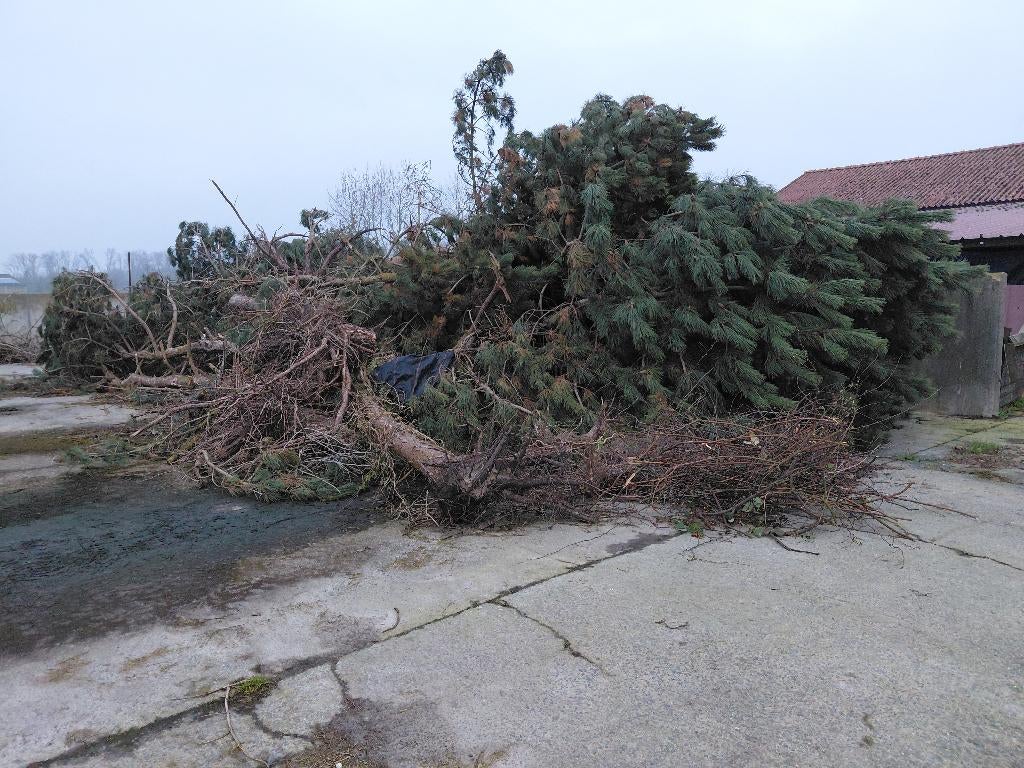 Gratis bomen voor brandhout of houtschors, Tuin en Terras, Ophalen, Takken