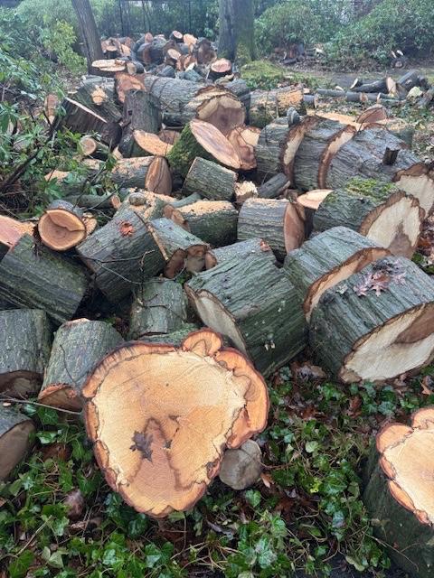 Amerikaans eik, Tuin en Terras, 6 m³ of meer, Ophalen, Eikenhout, Blokken