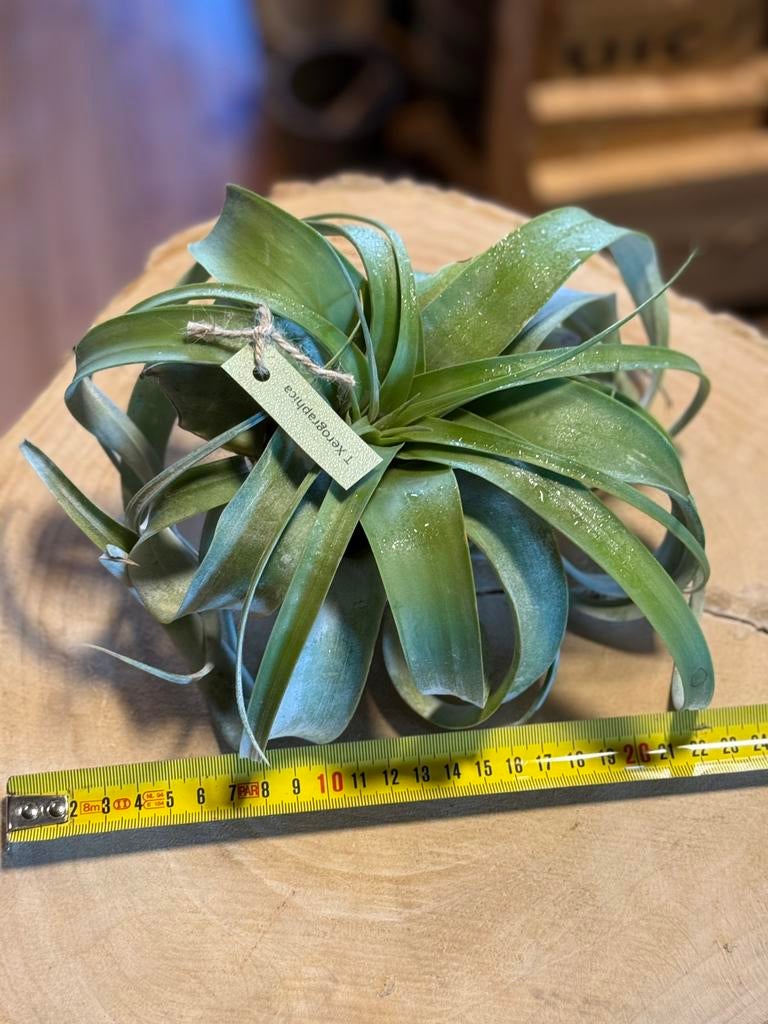 Tillandsia Xerographica — La reine des plantes aériennes, Enlèvement ou Envoi