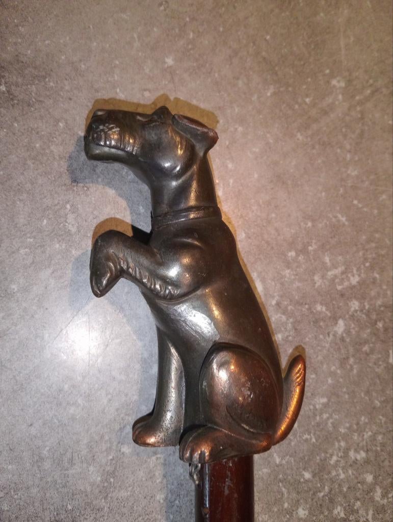 Canne chien ( terrier )
