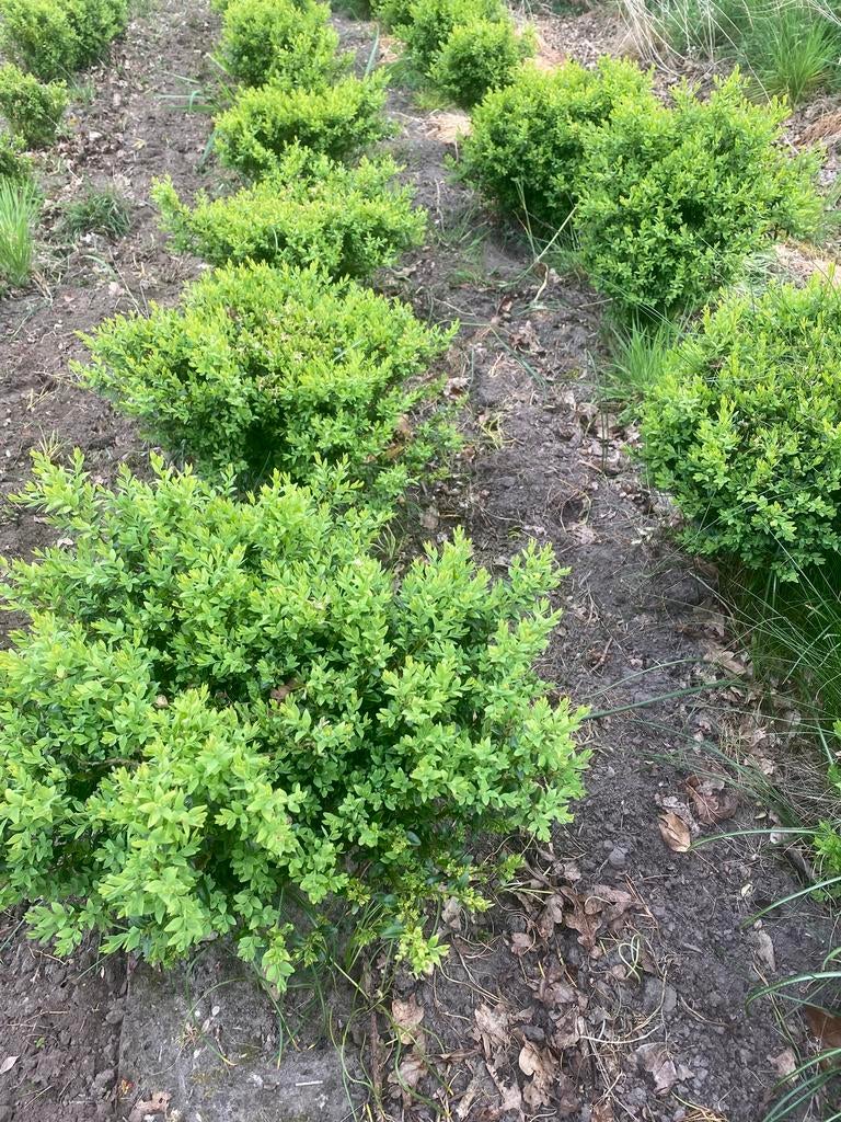 Buxus bosjes 30/40 cm bossig ! Kluit, Ophalen, Buxus