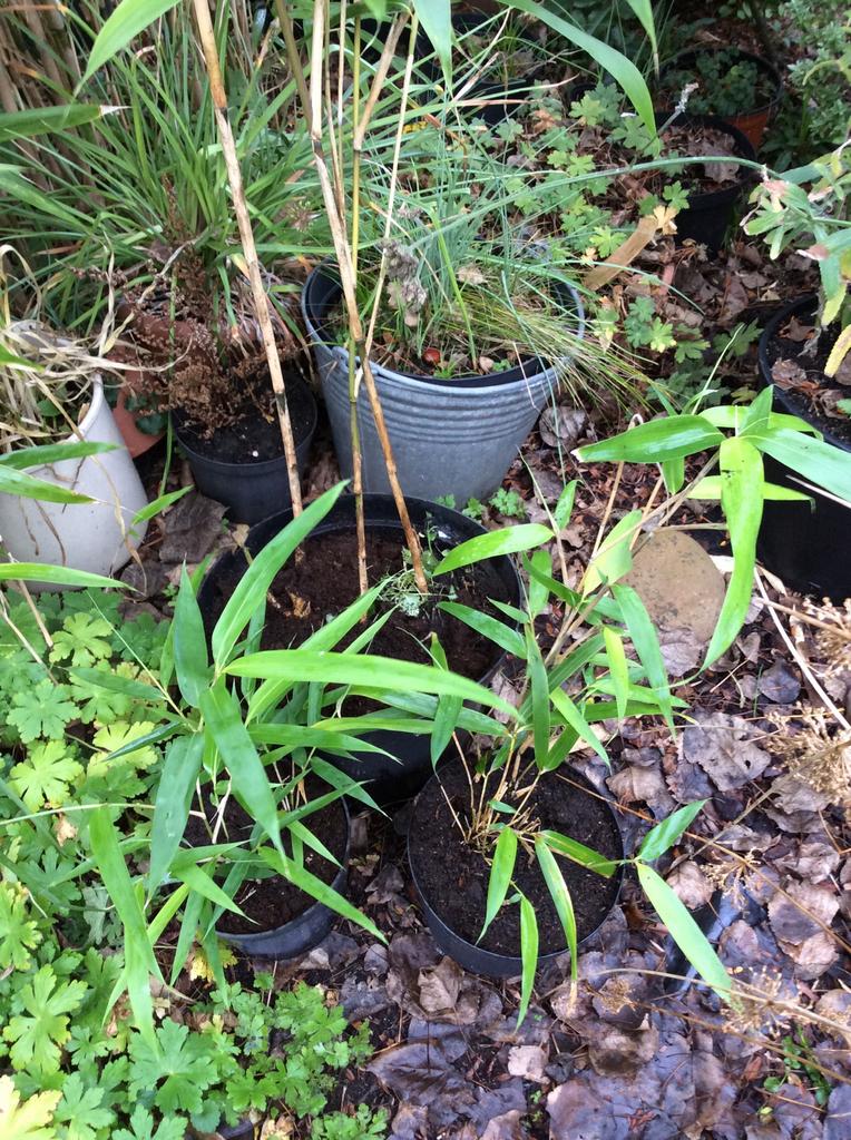 Plantes de bambou, Jardin & Terrasse, Enlèvement