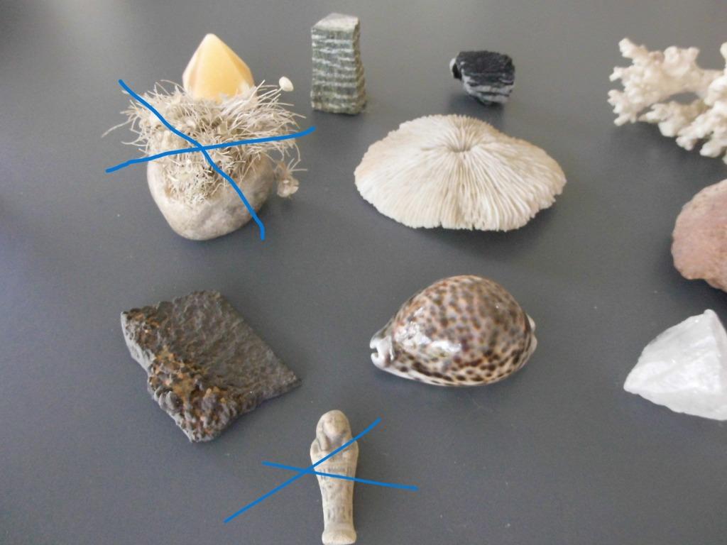 LOT van 10 stuks schelpen, koraal..., Ophalen of Verzenden, Schelp(en)