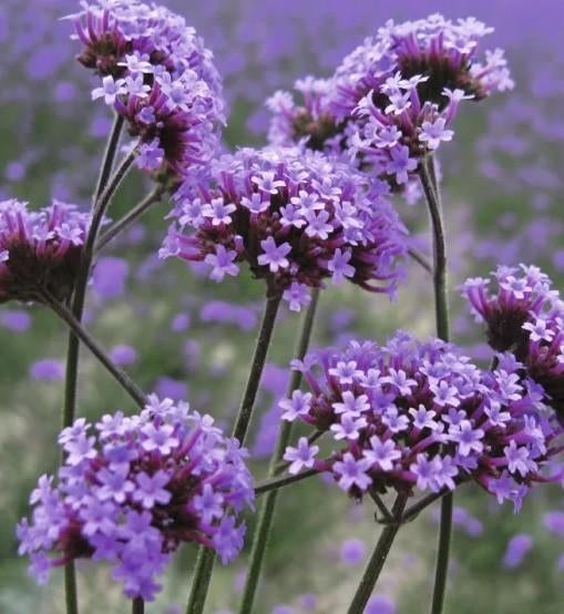 Zaden van Verbena bonariensis  , oogst 2025, Tuin en Terras, Ophalen of Verzenden, Gehele jaar, Zaad
