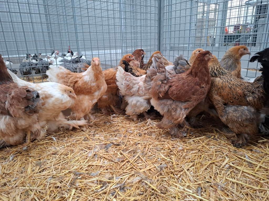 Brahma kippen en hanen in vele verschillende kleuren, Dieren en Toebehoren, Pluimvee, Meerdere dieren, Kip
