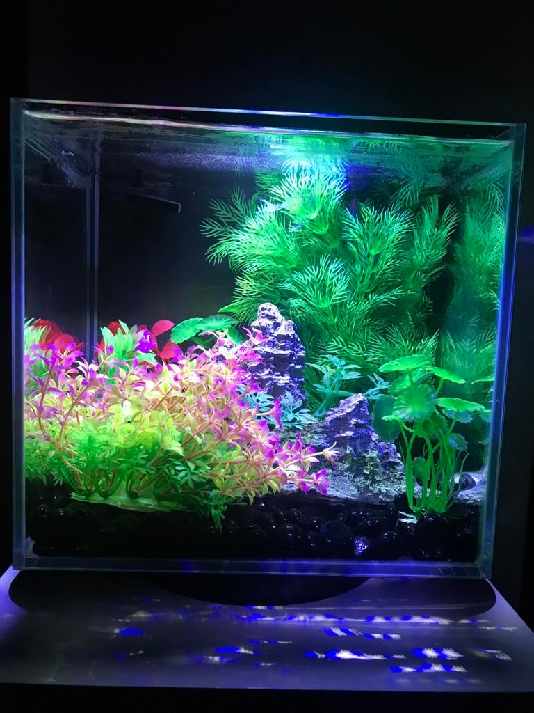 Aquarium avec accessoires et plantes, Enlèvement, Comme neuf
