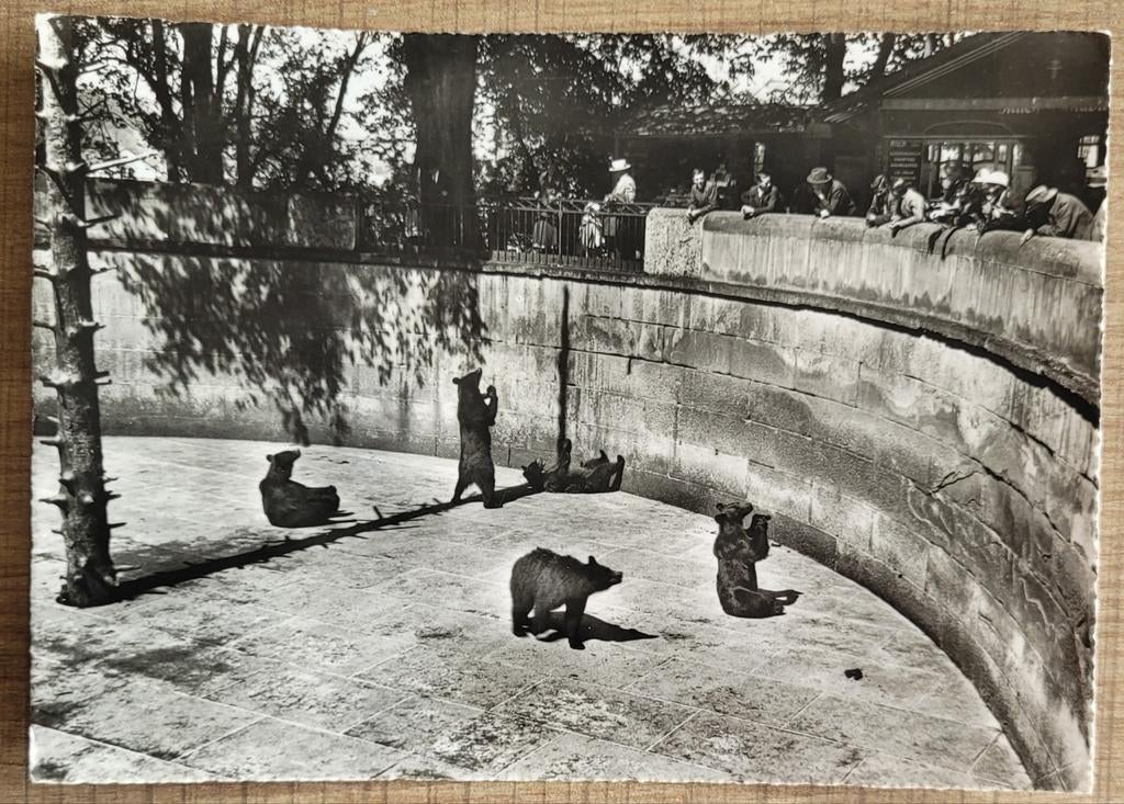 Oude postkaart: dierentuin Bern, Zwitserland (1948), Enlèvement ou Envoi, 1940 à 1960, Affranchie, Europe autre