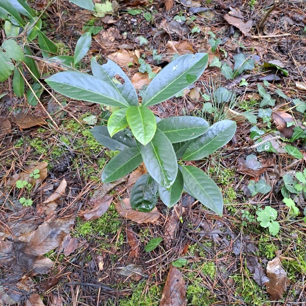 Plants de laurier, Enlèvement, Laurier, Haie, Moins de 100 cm