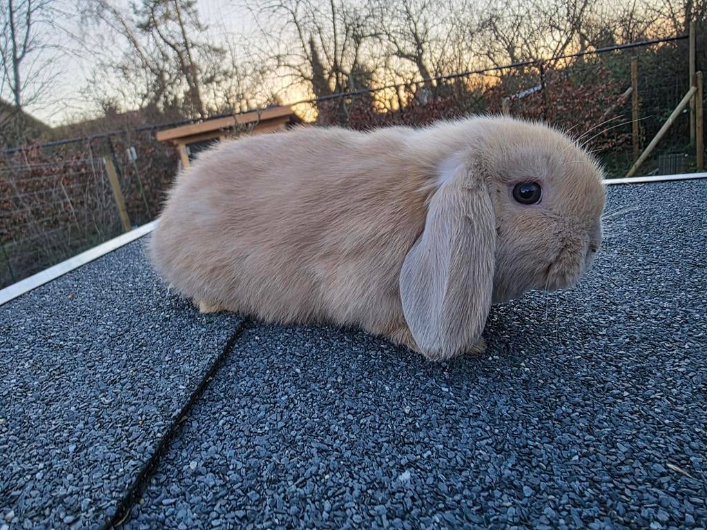 Minolop rammelaar, Dieren en Toebehoren, Konijnen, Mannelijk, Dwerg, Hangoor, 0 tot 2 jaar
