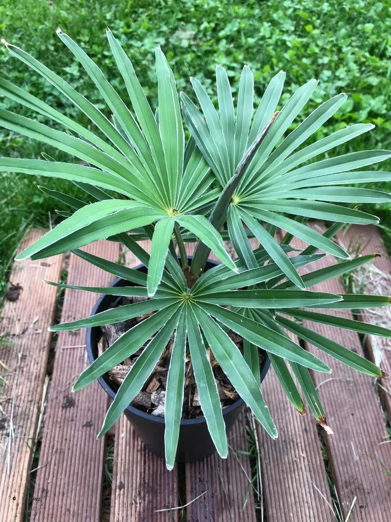 Trachycarpus princeps x wagnerianus., In pot, Halfschaduw, Ophalen of Verzenden, Lente