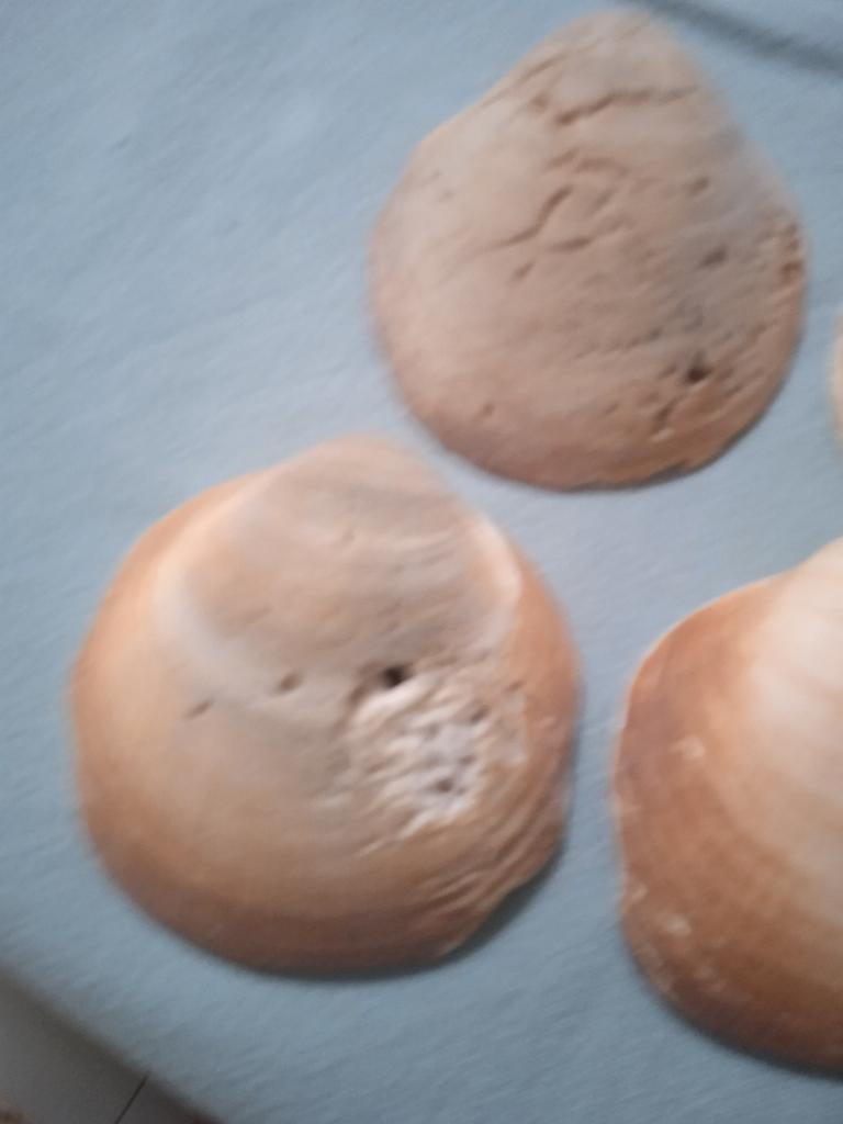 Grote prehistorische schelpen, 4 stuks, Ophalen of Verzenden, Schelp(en)