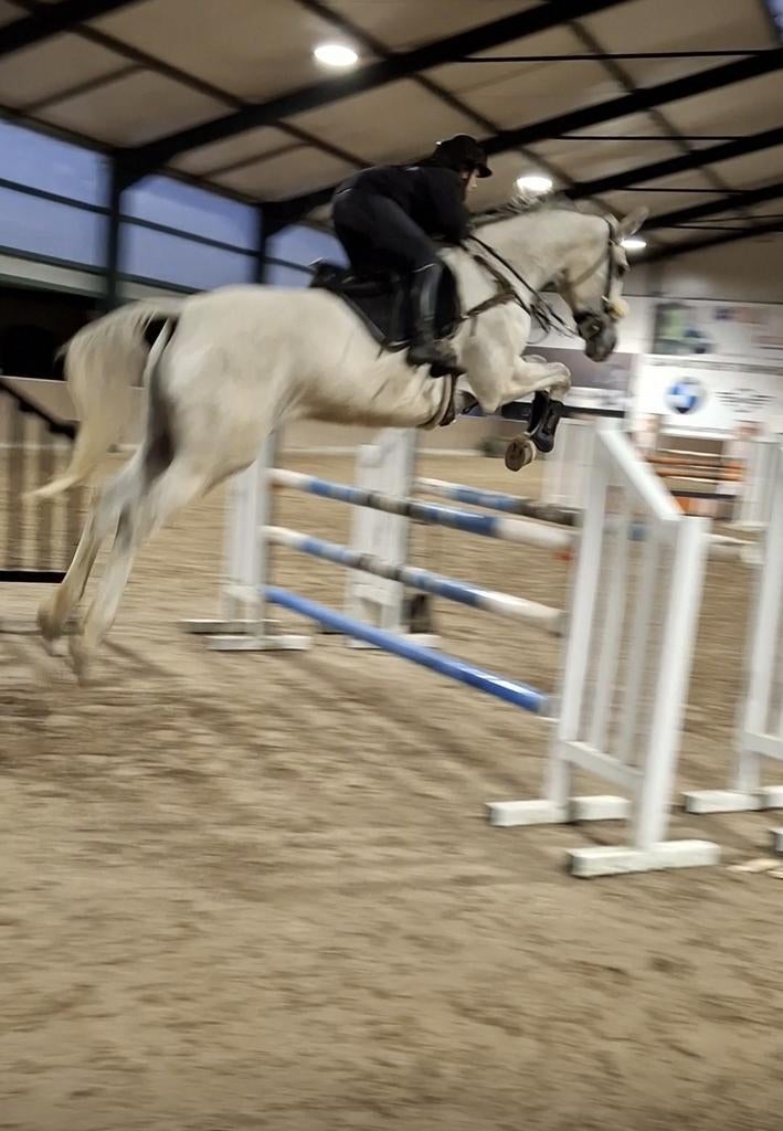 Trainingsstal vrij Tessenderlo (zadelmak maken, gedrag, ...), Dieren en Toebehoren, Paarden en Pony's | Overige Paardenspullen