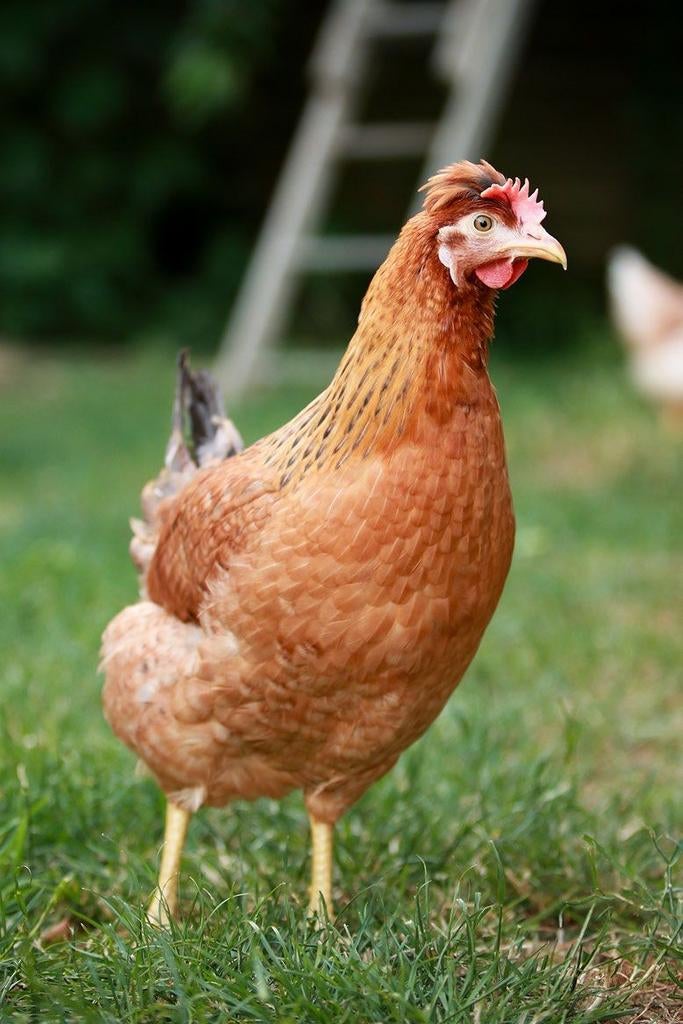 Groenlegger kippen jonge hennen beschikbaar, Dieren en Toebehoren, Pluimvee, Vrouwelijk, Kip