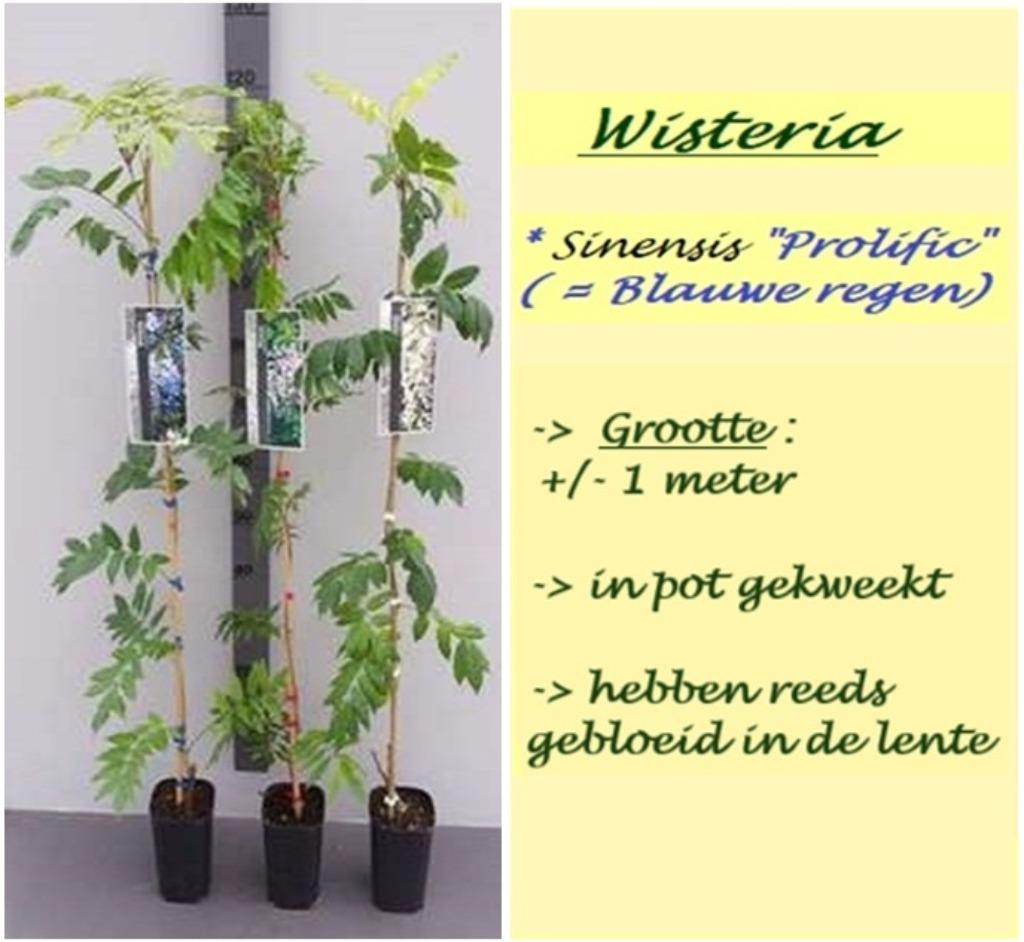 BLAUWE REGEN (WISTERIA), 80/100+cm, in pot 3L, 16€/stuk, Tuin en Terras, In pot, Lente, 100 tot 250 cm, Overige soorten