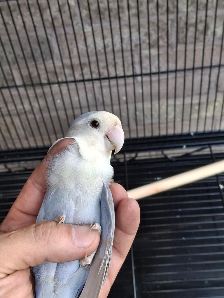Agapornis pop te koop 2jaar.