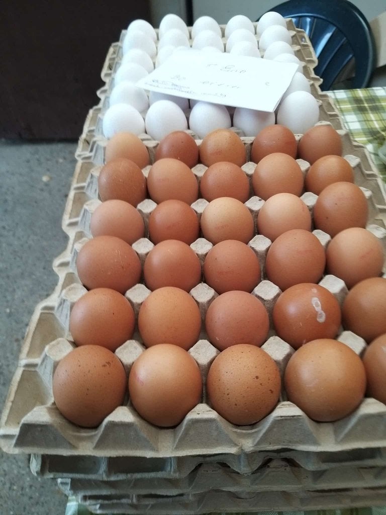 eieren te koop   5 euro  temse, Kip