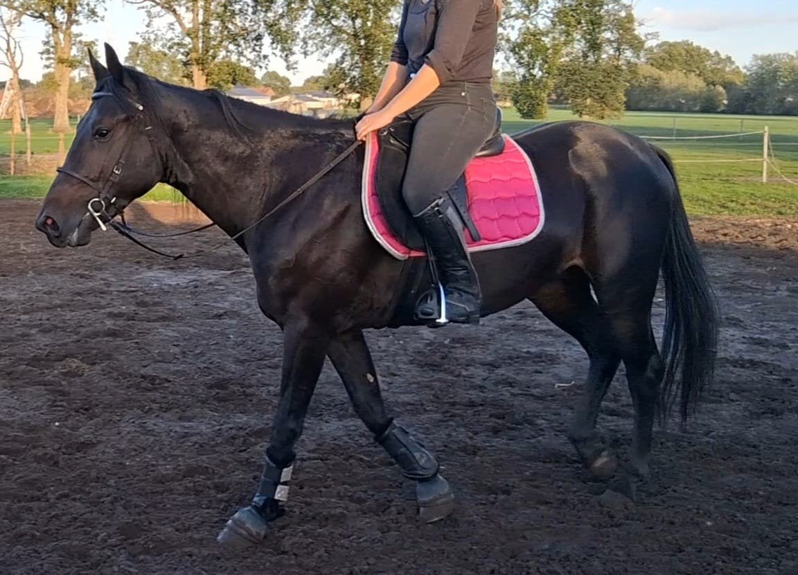 lief rijpaardje zoekt nieuwe thuis, Dieren en Toebehoren