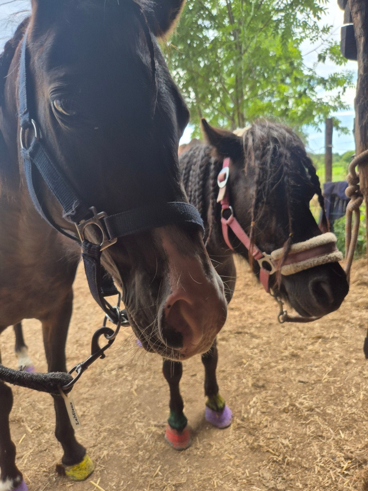 Ponykamp en rijlessen in lanaken, Dieren en Toebehoren