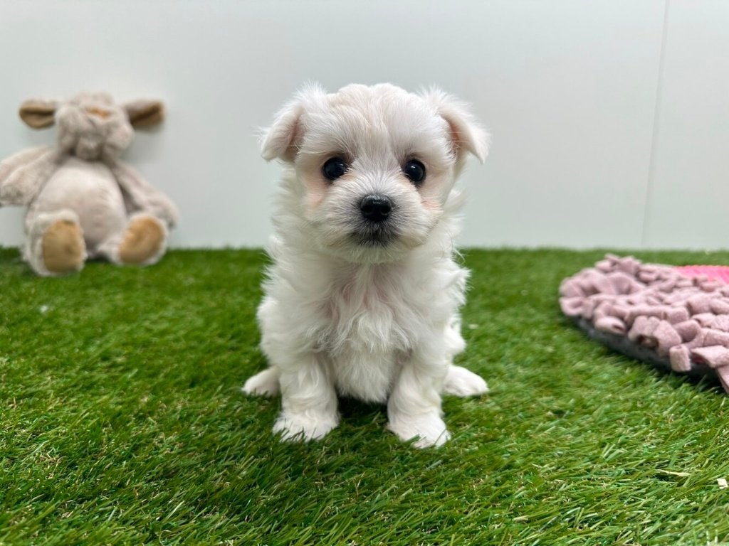 Nestje Maltezer pups - kleine taille, Dieren en Toebehoren, Parvo, België, Maltezer, 8 tot 15 weken