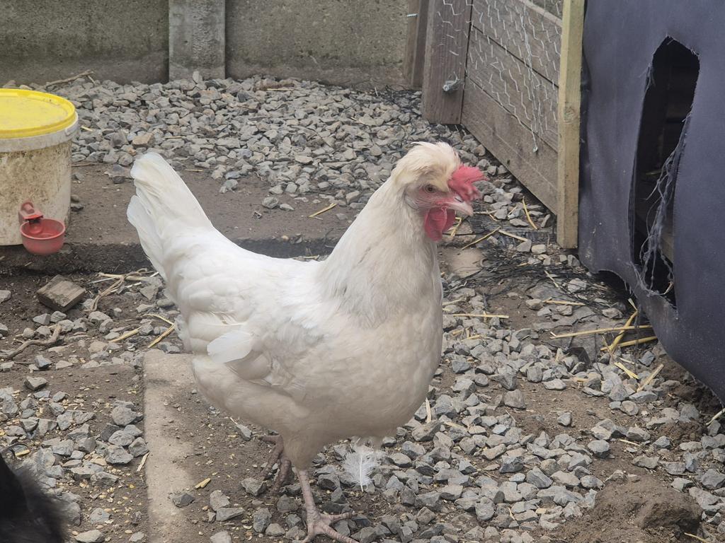 Jonge hennen koop, Dieren en Toebehoren, Pluimvee, Vrouwelijk, Kip