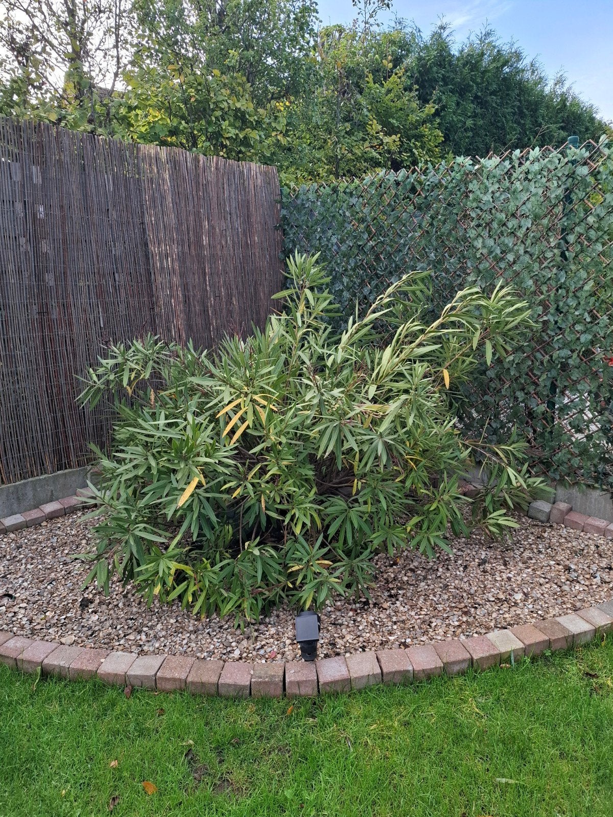 grootte oleander, Ophalen