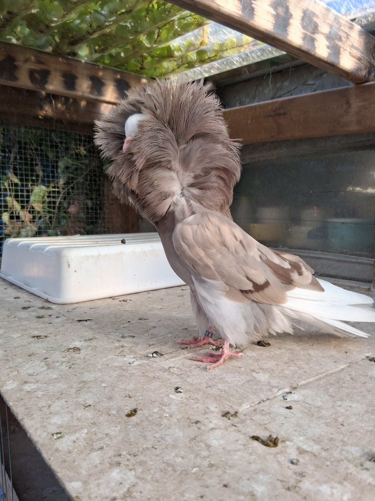 capucin, Plusieurs animaux