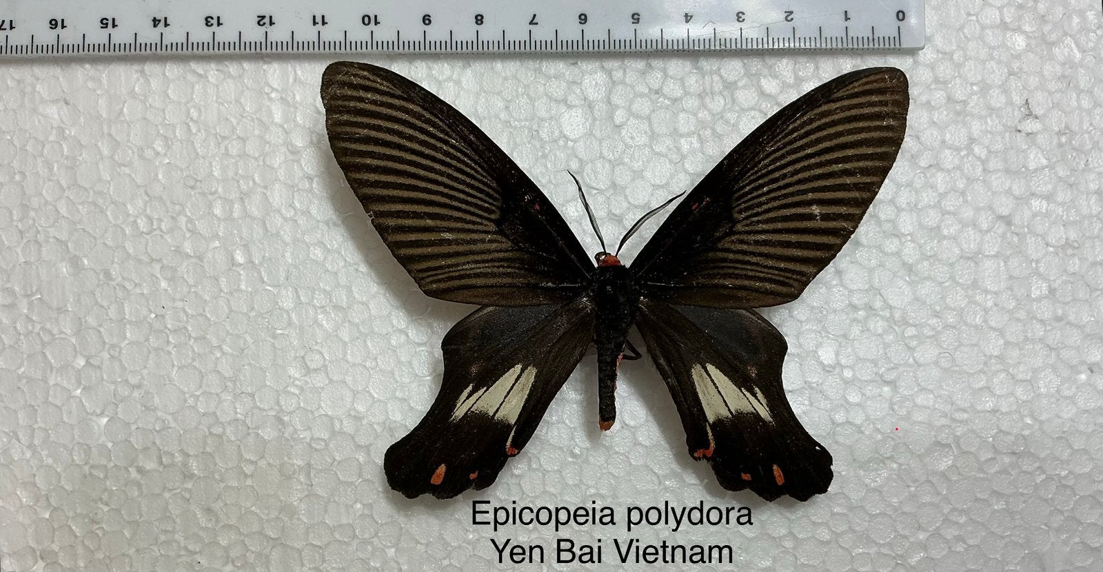 Epicopeia polydora, Vietnam, Ophalen, Zo goed als nieuw