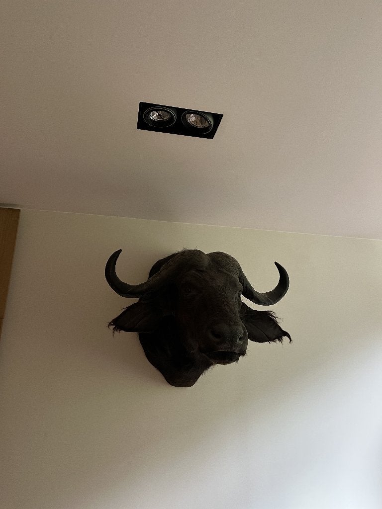 Opgezette bizonkop te koop, Antiek en Kunst, Kunst | Overige Kunst, Ophalen