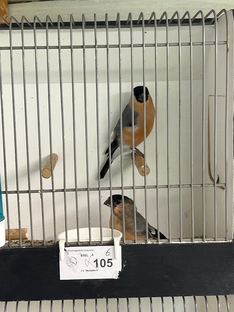 Noorse goudvink, Mâle, Oiseau chanteur sauvage, Bagué