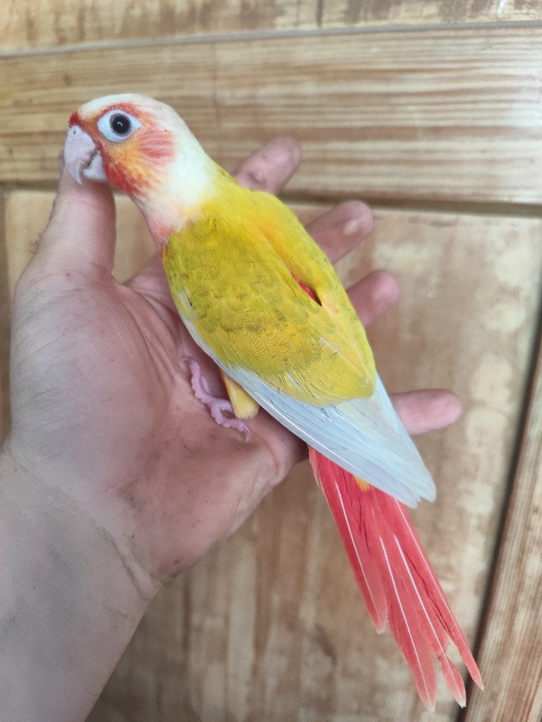 Pyrrhura suncheek eam