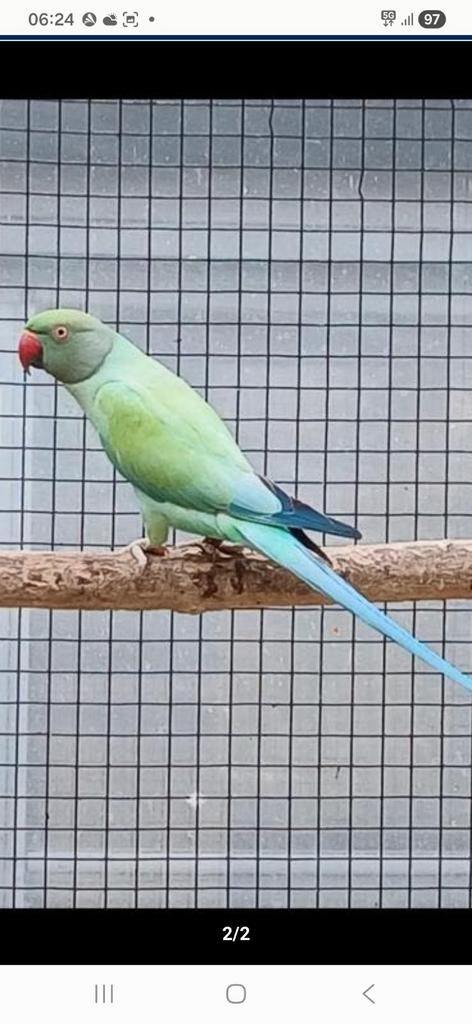 Halsbandparkiet blauw pastel opaline split bleekstaart man, Bagué