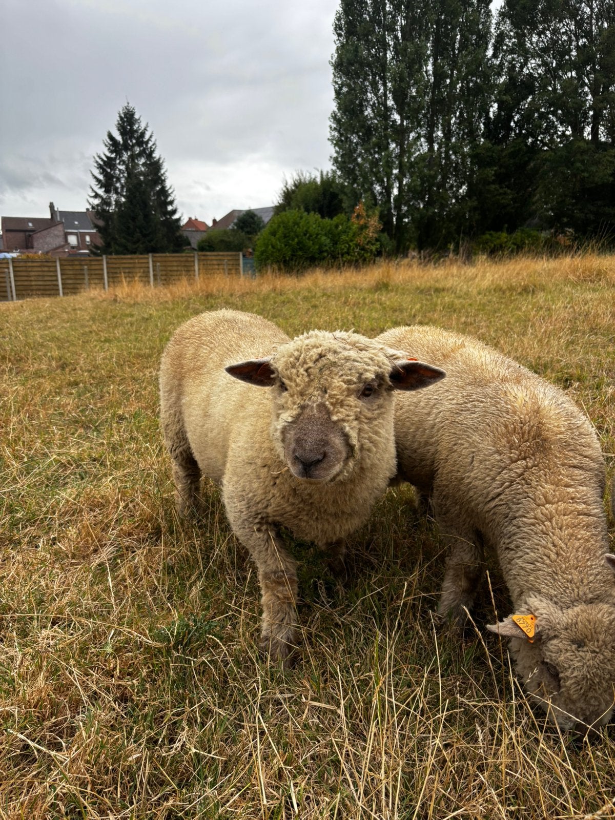 Babydoll, Animaux & Accessoires, Moutons, Chèvres & Cochons, Mâle, Mouton, 0 à 2 ans
