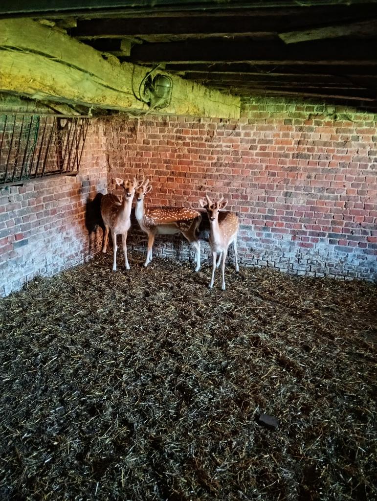 Damherten te koop, Dieren en Toebehoren, Juni, Mannelijk