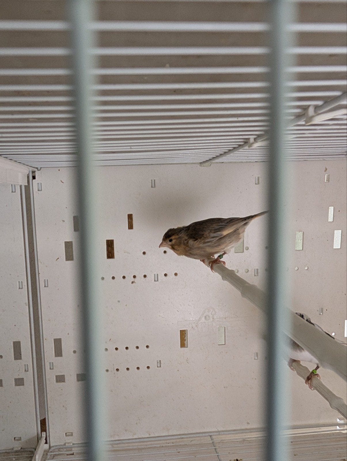 2026 canaris, Dieren en Toebehoren