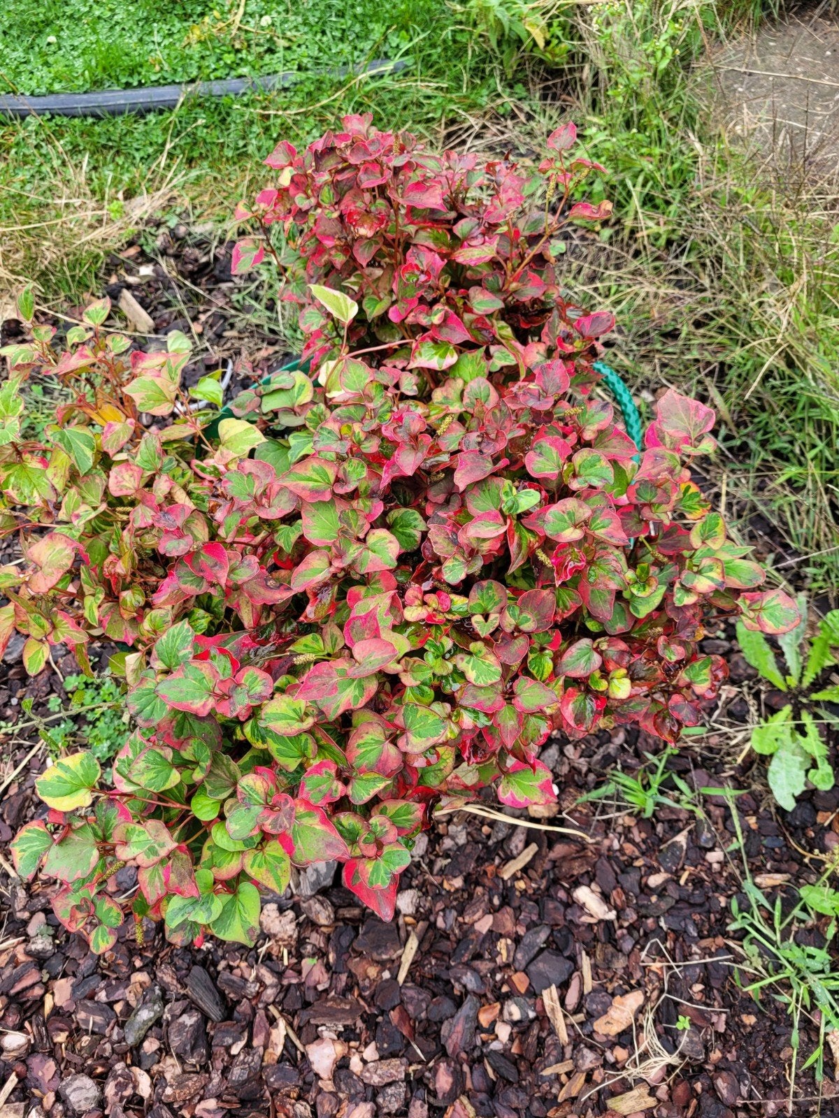 Houttuynia cordata, Jardin & Terrasse, Étangs, Enlèvement